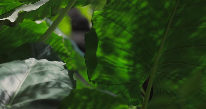 Large Green Tropical Leaves with Sunlit Veins Close-Up
