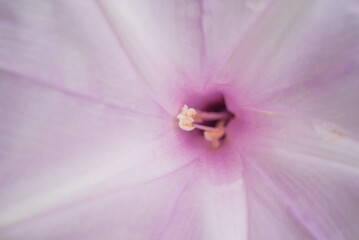 Delicate closeup of soft pink flower gentle petals floral center creating dreamy botanical background for nature beauty spring themes © JP.Studio