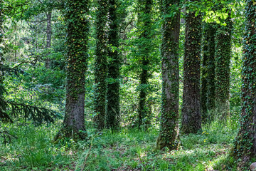 Fototapeta premium Sunlight filters through a dense forest with ivy-covered trees and lush green undergrowth