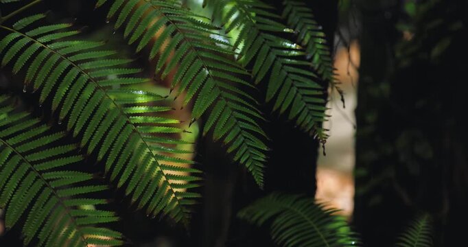 Green Fern Fronds with Filtered Sunlight Close-Up