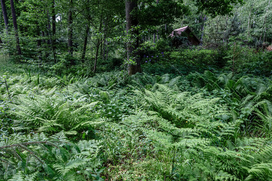 Dense forest floor covered in lush green ferns with a small cabin in the background