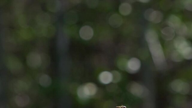 Super Slow Motion of Tiny Insect Colliding with Hovering Hoverfly and Falling