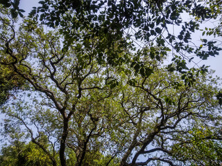Fototapeta premium Lush green canopy of an old majestic tree viewed from below against a bright clear blue sky during a sunny day in the summer season