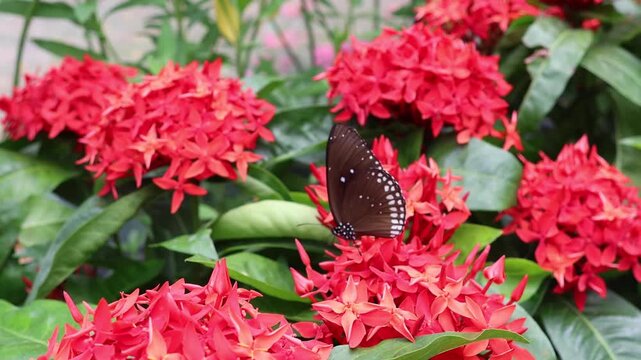 Dark brown butterfly with white spots pollinating bright red ixora flowers in tropical garden.