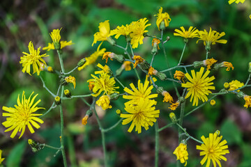 Bright yellow wildflowers bloom in a lush green forest setting © Діма Осташук