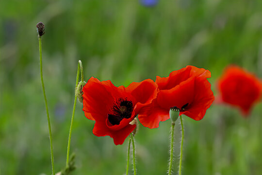 Vibrant red poppies bloom in a soft green meadow on a sunny day