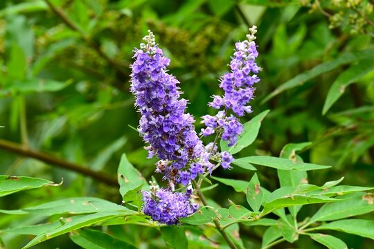 chaste tree (vitex agnus castus) flowers. Lamiaceae deciduous shrub, It produces small, pale purple, lip-shaped flowers in spikes from summer through autumn.