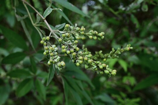 chaste tree (vitex agnus castus) flowers. Lamiaceae deciduous shrub, It produces small, pale purple, lip-shaped flowers in spikes from summer through autumn.