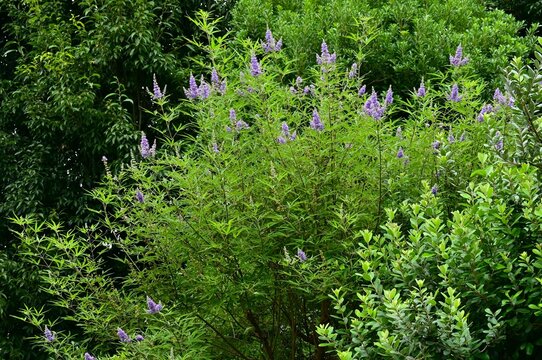 chaste tree (vitex agnus castus) flowers. Lamiaceae deciduous shrub, It produces small, pale purple, lip-shaped flowers in spikes from summer through autumn.
