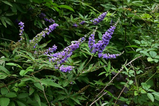 chaste tree (vitex agnus castus) flowers. Lamiaceae deciduous shrub, It produces small, pale purple, lip-shaped flowers in spikes from summer through autumn.