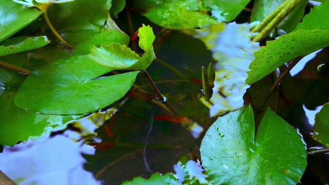 School of small red molly fish swimming in a lotus pond in 4K