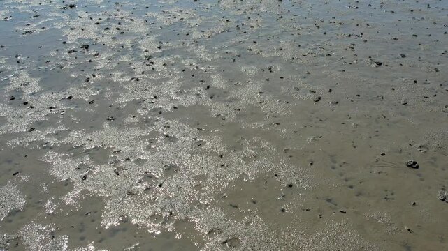 Tidal flats on the west coast of Korea and small crabs foraging for food_03