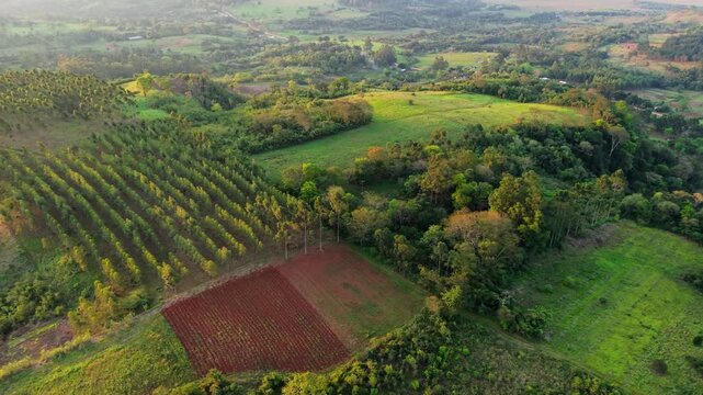 Vineyard rows beside red-soil cropland, pasture and mixed woodland in Nueva Alborada, Itap&uacute;a, Paraguay, revealing diverse agricultural land use, drone lateral slide