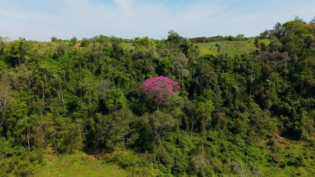 Pink Lapacho Rosado rises above dense subtropical forest foliage and broadleaf vegetation in Nueva Alborada, Itapua, Paraguay, showing a vivid flowering crown, drone pullback