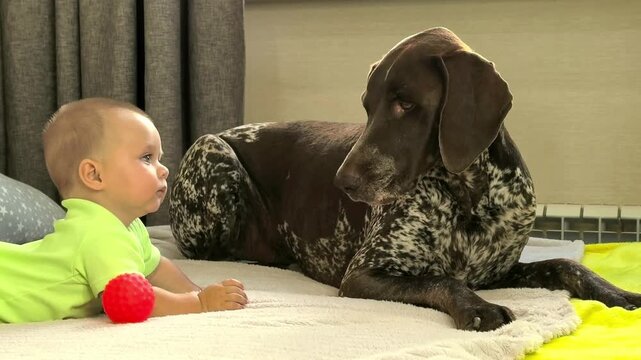 Baby reaches toward a German Shorthaired Pointer while playing on a bed at home, infant curiosity, pet interaction, bonding and early learning.