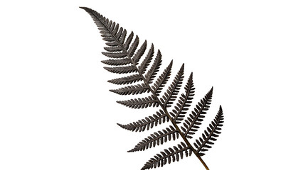 Single dry dark brown fern leaf twig on transparent background © Jack