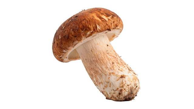 Single fresh organic brown cep porcini bolete mushroom isolated on transparent background.