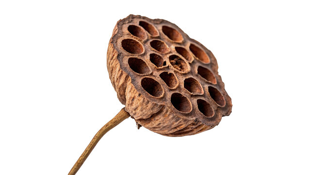Single dry brown lotus seed pod head decoration isolated on transparent background.