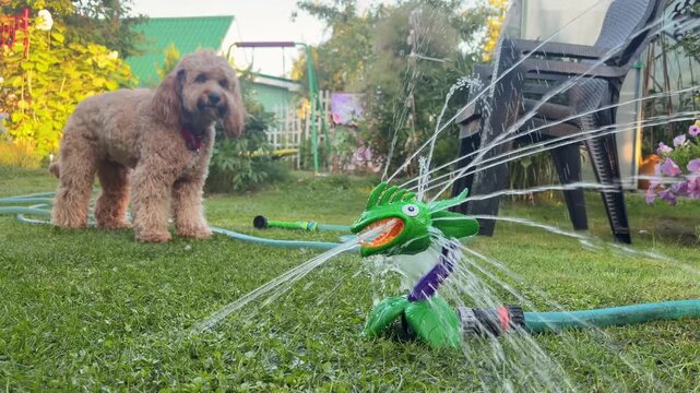 Curly dog watching a funny frog sprinkler spraying water in the garden