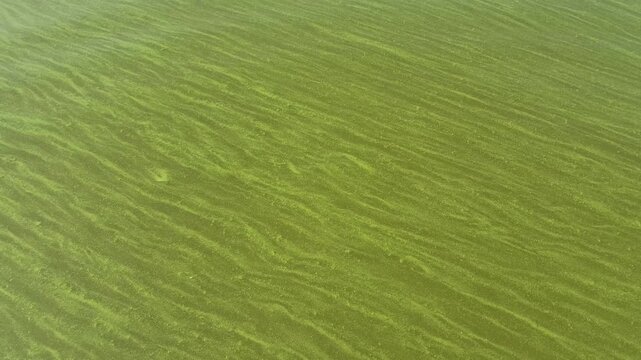 Green algae or duckweed on the river surface