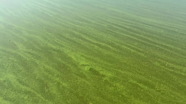 Green algae or duckweed on the river surface