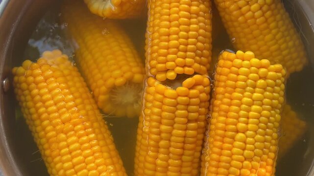 Fresh corn cobs boiling in a pot of water on a stove.