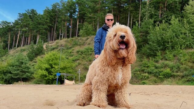 A cute curly brown doodle dog walking along the beach.