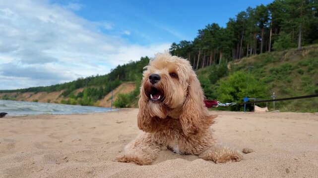 A cute curly brown doodle dog walking along the beach.