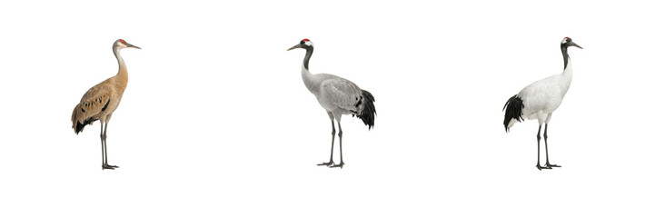 Fototapeta premium Cute wild cranes collection featuring tall elegant birds with long necks, slender legs, and grey, white, and brown plumage standing on a pure white isolated background for wildlife design projects 