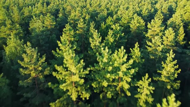 Aerial view of lush green pine forest at sunset