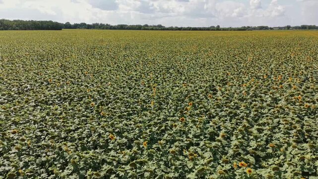 Vast sunflower field on a sunny day with clouds