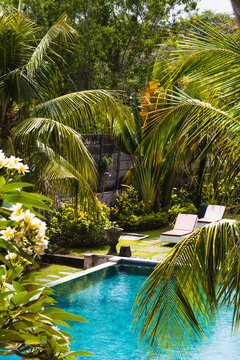 tropical garden with a swimming pool