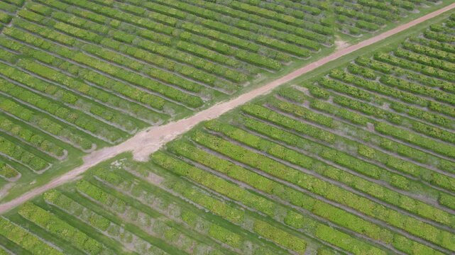 Aerial View of Mango Trees Across Vast Lush Green Fields.