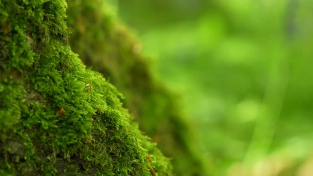 Green Moss Covering Tree Trunk With Bokeh Forest Background