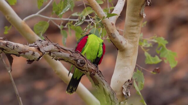 Red Winged Parrot Aprosmictus Erythropterus Perched On A Branch