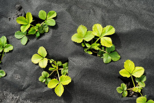 Young strawberry plants growing through black agricultural fabric.