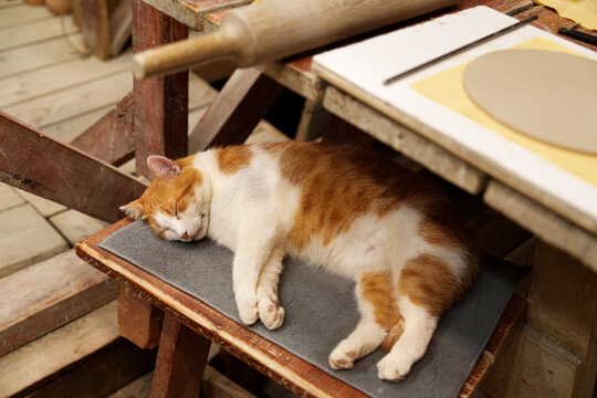 A sleeping orange and white cat resting on a wooden chair.