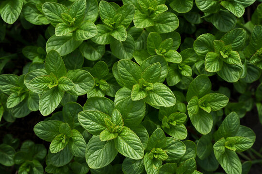 Top view of fresh organic mint leaves Green peppermint background.