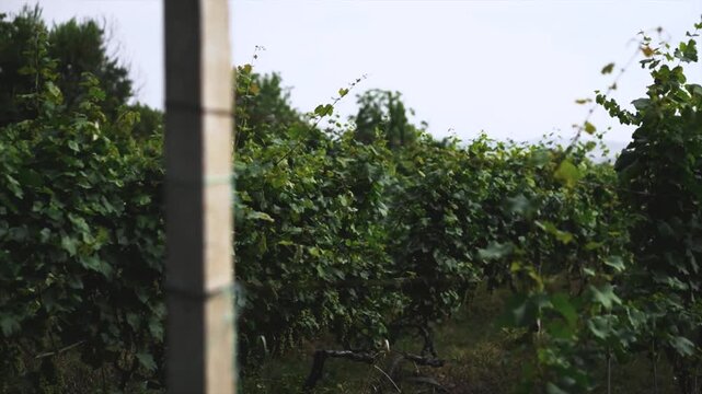 Lush green grape vines growing in a rural vineyard