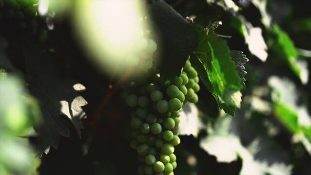 Green grapes ripening on the vine in summer sun