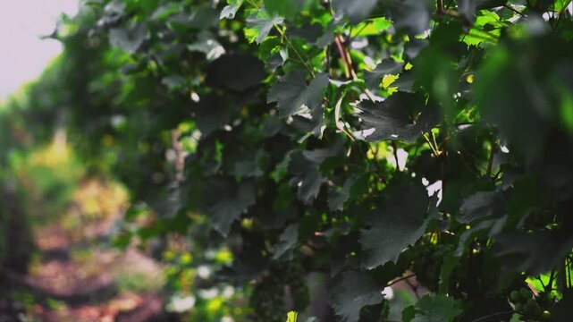 Bunches of green grapes hang from a leafy vine
