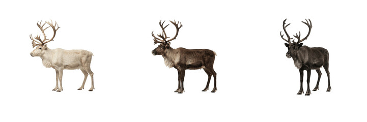 Cute wild reindeer collection featuring white, brown, and dark deer with large antlers standing on a pure white isolated background for Christmas and winter design projects    © eagle