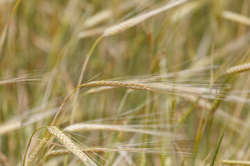 Obraz premium Golden wheat ears sway gently in a sunlit field