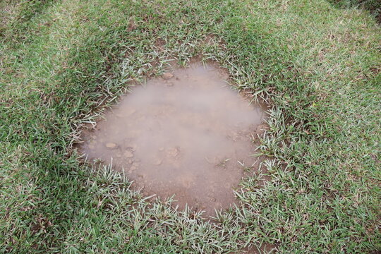 A patch of bare soil surrounded by green grass in a lawn.