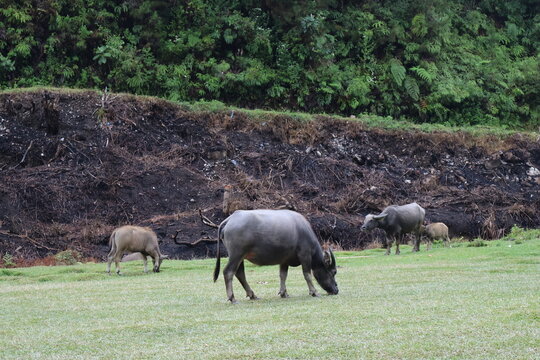 Water buffaloes grazing in a lush green field.