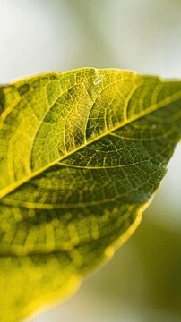 Close up of green leaf veins texture glowing in natural sunlight with blurred background