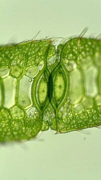 Close up microscopic view of green plant cells showing detailed structure of stomata and cell walls