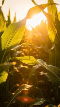 Sunlit green cornfield with dew drops in early morning light agriculture nature growth