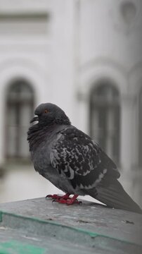 Close-up of a gray dove sitting on the balcony of an ancient building. A pigeon sits on the railing of a parapet or balcony, preening its feathers and trying to keep warm on a cold day.