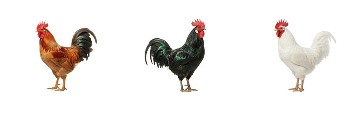 Cute farm animals collection featuring golden, black, and white roosters standing on a pure white isolated background for livestock and agriculture design projects    © eagle
